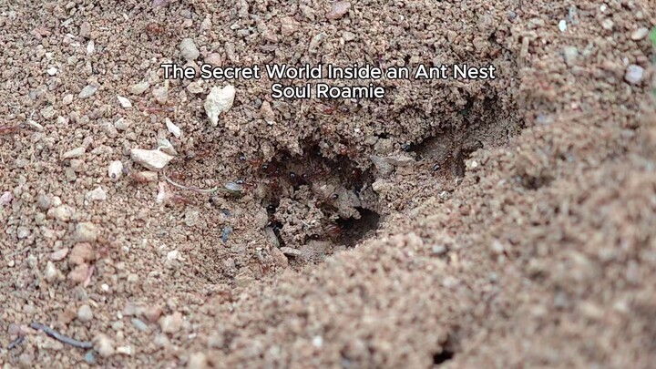 The Secret WorldInside an Ant Nest