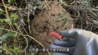 马蜂蜇人八针欢子用炮竹炸它三次