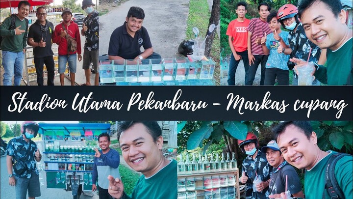 SAHABAT HARUS KESINI❗perkumpulan pedagang IKAN cupang AJIB, Leretan jalan STADION UTAMA - PEKANBARU.