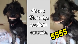 รวมคลิปตลก: ไปขโมยฟันใครมาเนี่ย!!?