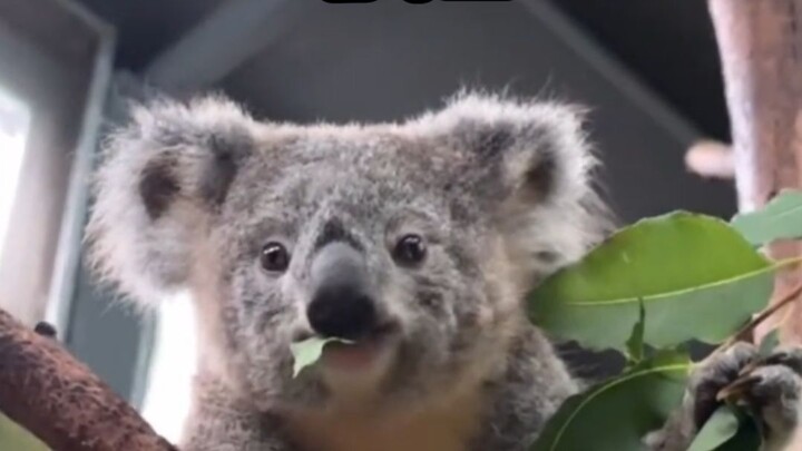 Koala kecil yang tumbuh dalam kasih sayang ibu benar‑benar tidak mudah