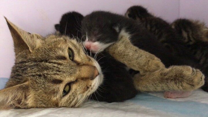 A cat mom in “baby” clothes, looking utterly fed up with parenting.