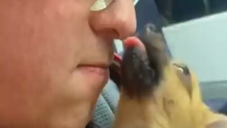 Doggos that are Guaranteed to Make Your Day Better! (Cute & Funny Dogs)