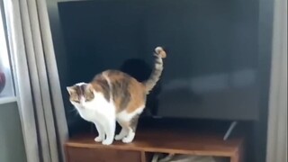 Family, I found some evidence that the kittens are program NPCs🐈
