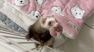Ternyata musang benar-benar memegang bayi mereka di mulut untuk menunjukkannya kepada pemiliknya.