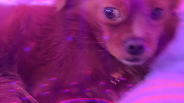 Anh ơi, có muốn làm thẻ “hút chó” không? Mua đủ 99 giảm ngay 99 đó!