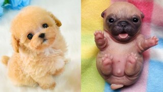 Baby Dogs - Cute and Funny Dog Videos Compilation #24 | Aww Animals