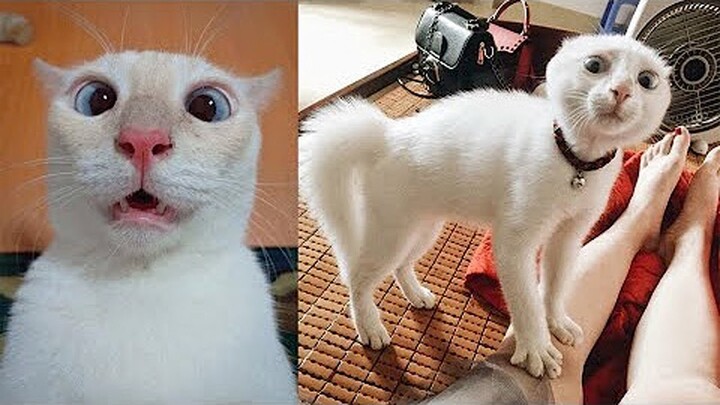 Funny Animal Videos ( CLEAN FOR KIDS ) - Bilibili Funny Animal Videos ( CLEAN FOR KIDS ) - Bilibili