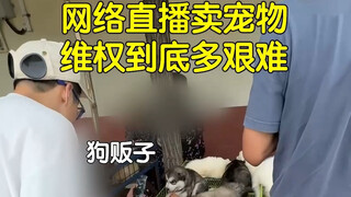 Seberapa sulitkah melindungi hak Anda saat membeli anjing online? Para pedagang anjing gerilya berke