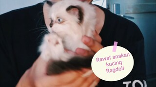 Perawatan anakan kucing Ragdoll x Persian ‼️