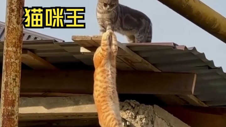Amazing animal videos!