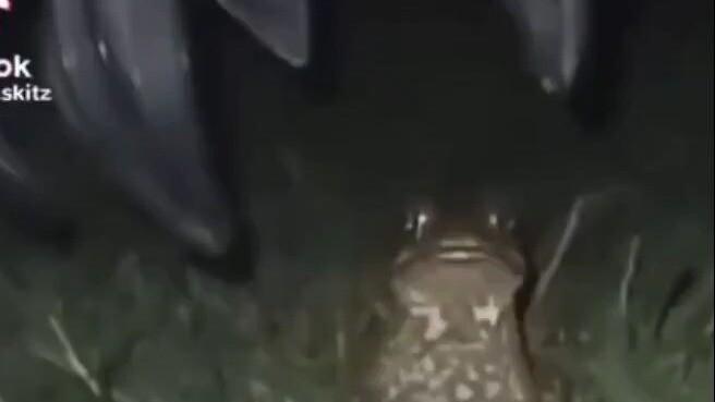 Đi bắn ếch thôi nhỉ? 🐸🐸🐸🐸🐸