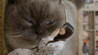 小猫爱你，但是小猫不说