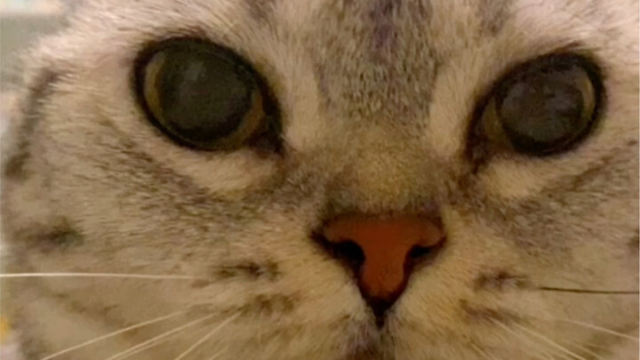 ลูกของแม่อยากกินเนื้อพระถังซัมจั๋งเท่านั้น ไม่ได้อยากได้ดวงดาวบนฟ้าสักหน่อย