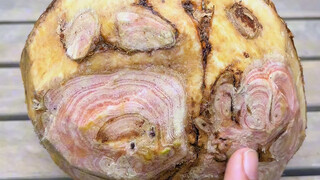 Saving a Money Tree with Root Rot