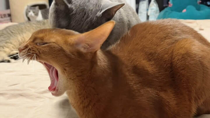 Hilarious! This thing is actually pretty accurate...