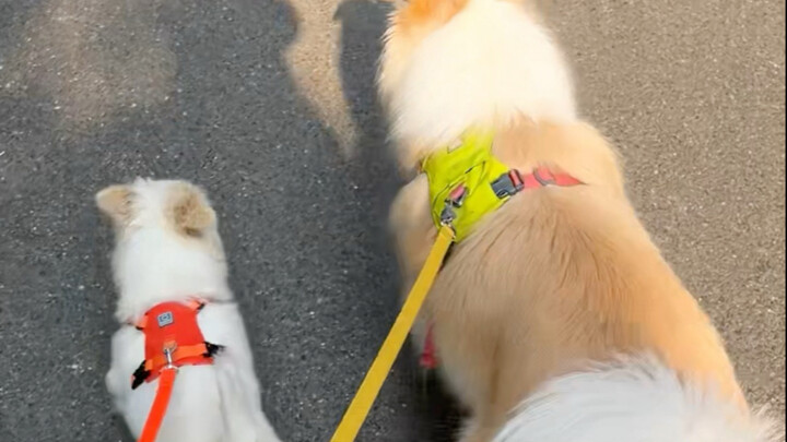 Sisters patrol the streets #Border Collie Bella #Bella’s Little Lamb