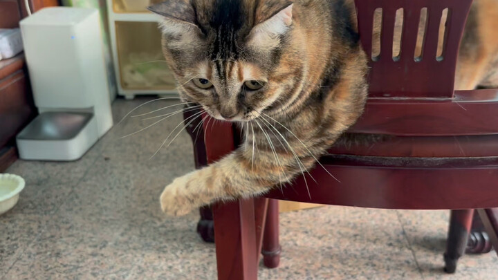 As long as the boyfriend is home, his cat gets so excited it practically bursts off the screen—this 