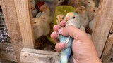 Peliharaan Imut|Burung Bayan dan Ayam
