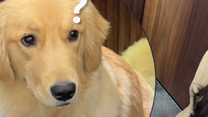 Si Anjing Emas Kecil: Perahu Cinta Ibu Bisa Tenggelam dalam Sekejap