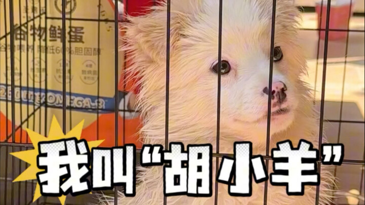 Setelah pertimbangan matang, hari ini Hu Xiaoyang resmi bergabung dalam staf.