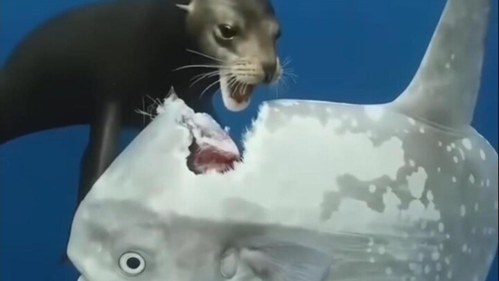 【Bản đồ ngư nghiệp】 Cá mặt trăng | Loài cá có tâm trạng ổn định nhất đại dương