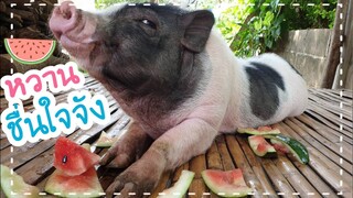 น้องรวยกินแตงโมยั่วๆจ้า🍉🍉🍉