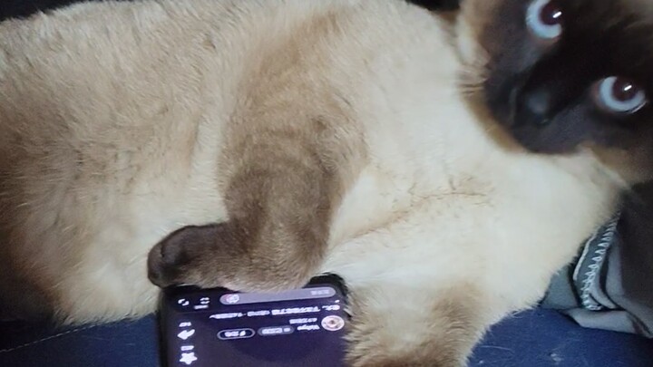 Boss, I'm watching cat videos meow!