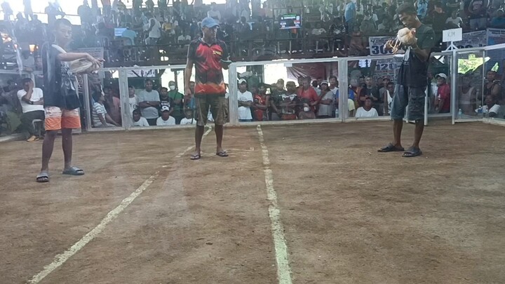 1st fight WIN white gold #RVM