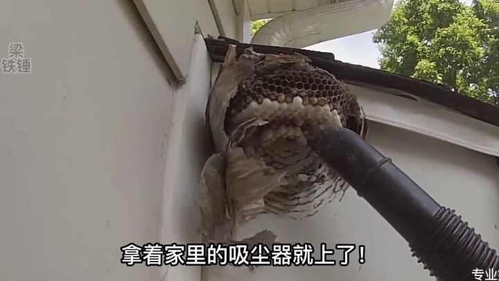 How crazy are foreigners in killing hornets? They just use cannons to blow them up, and the effect i