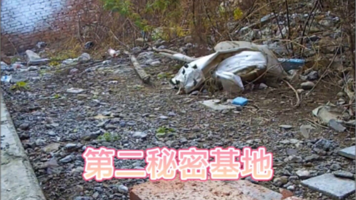 Pasang kamera pada kucing macan tutul, lihat ke mana saja dia pergi setiap hari (3)