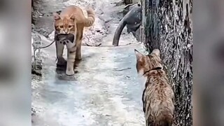 Shocking! Two cats met on a narrow road, looked at each other, and then put down the mouse to play t
