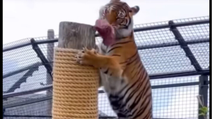 พลังการกระโดดของเสือยังคงน่าทึ่งมาก ราวกับแมวตัวใหญ่ตัวหนึ่ง