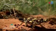 Dunia Binatang BTV - 21 Juli 2025