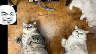 Mengenai fakta bahwa kucing saya bernilai 2.000 yuan lagi! ! !