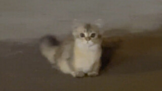 咪的天，快被它萌晕了