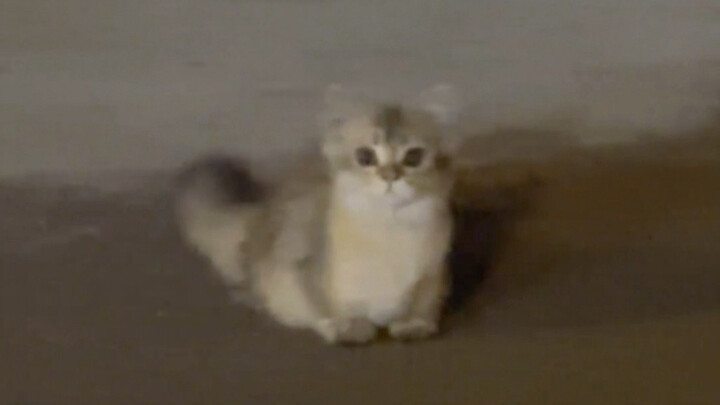 يا إلهي، كدت أُغمى عليّ من كثرة طرافتها!