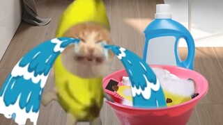 Banana Cat worked hard to wash the clothes, but ended up crying again