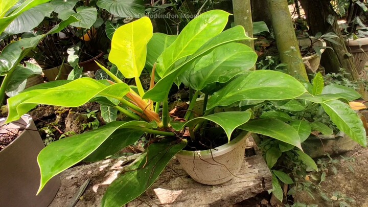 propagation of philodendron moonlight