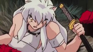 "Tình yêu như một ngày ngắn ngủi của pháo hoa" | Theo dõi [InuYasha & Platycodon]