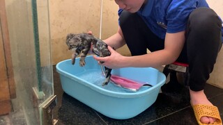 Cách tắm sạch sẽ cho mèo con -  Spa Tiệm mèo sen chia sẻ bí quyết tắm mèo