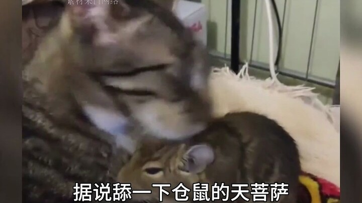 Nghe nói nếu liếm con chuột hamster của Thiên Bồ Tát, thì sẽ trở thành thủ lĩnh của nó.