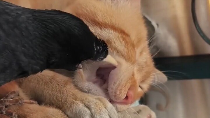 الهريرة الصغيرة أصبحت تمتلك طبيبها العام الخاص الآن!