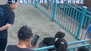 Singa laut terobsesi dengan interaksi dengan wisatawan, terus-menerus memanggil tanpa bergerak sedik