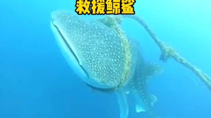 Mẹ cá mập voi bị dây thừng trói chặt dưới biển sâu, cá mập voi con chặn thuyền cầu xin con người cứu
