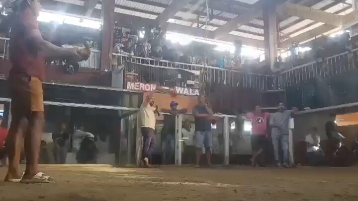 Tasmanian henny X Regular grey in Action