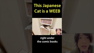 The Weebiest Cat In Japan