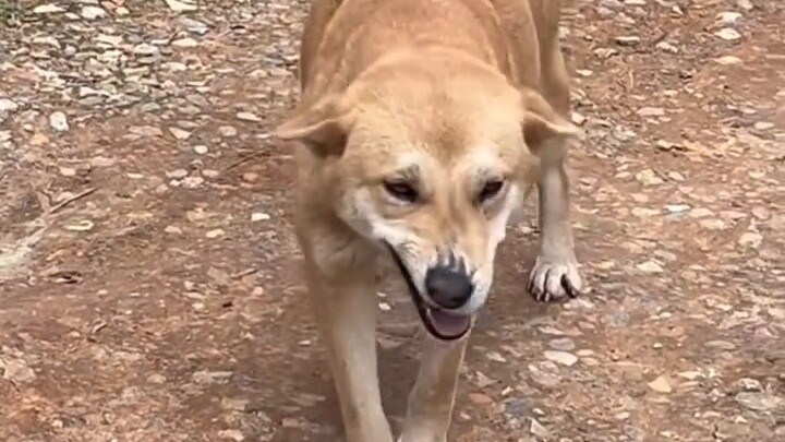 How complex is a dog's expression?