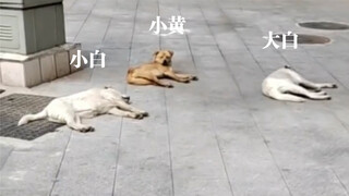 هذا الكلب... جعلني أضحك لمدة دقيقتين و58 ثانية كاملة!