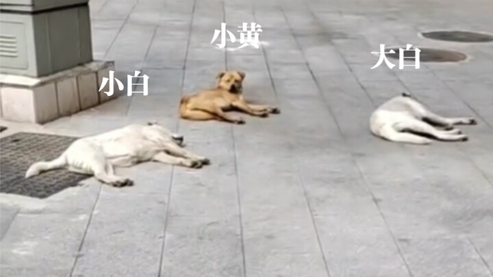 “这只狗……害我整整笑了2分58秒”